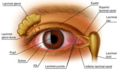 diagram of eye depiciting the causes of dry eye syndrome