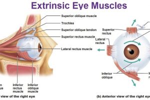 Extrinsic Eye Muscles Diagram