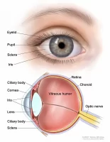 eye-anatomy-diagram-2
